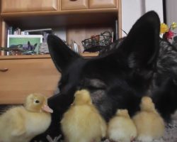 German Shepherd Wakes To See Day-Old Ducklings In His Face