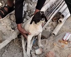 Lonely Puppy Cries Out As Help Tries To Pick Him Up To Assess The Pain