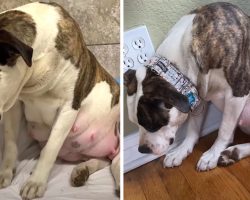 Pregnant Pittie Wouldn’t Look Her Foster In The Eye, Kept Her Pups In