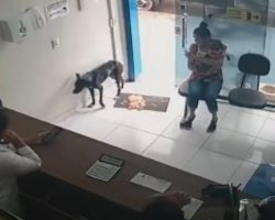 Stray Dog Wanders Into Vet Clinic Unassisted Favoring His Front Paw