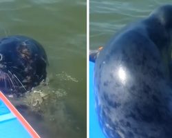 Man Is Paddle Boarding When A Seal Comes Along And Hops On For The Ride