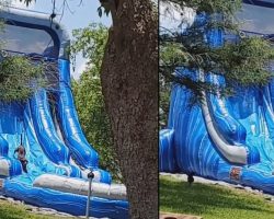 They Got A Waterslide For The Kids, But The Dog Gets In On The Fun