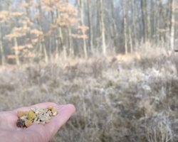 She Holds Some Snacks Out In Her Hand, And A Woodpecker Swoops In