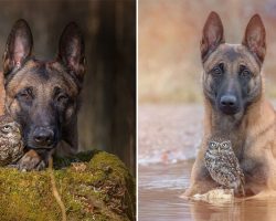 The Uncommon Friendship of a Dog and an Owl