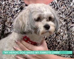A Hero Dog Saved Her Family From Fire