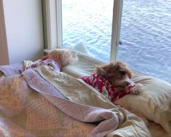 Little Boy And Dog Wake Up And Head Downstairs To Begin Their Day