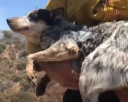 Man Reunited With The Dog He Thought Died After Running Off Into The Wildfire
