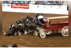 Clydesdale Horses Collapse During Arena Show, Their Comeback Is Breathtaking