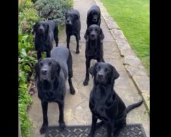Obedient Dogs Sit And Wait As Mom Calls Out Each One Of Their Names