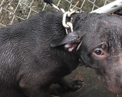 Cop Finds Dog Chained Up In The Rain, Vows To Make Him Part Of His Life