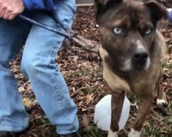 Rescuer Works To Free Neglected Dog As Neighbor Chants ‘Break The Chain’