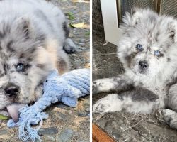 The ‘Oreo Cloud,’ Cookies & Cream Chow-Chow Pup Is A Future Therapy Dog
