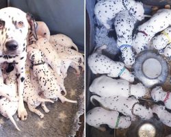 Dalmatian Expected to Have Three Puppies, Surprisingly She Gave Birth to Eighteen Babies