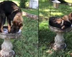 Family Sees Their Dog Staying Cool Outside In The Birdbath