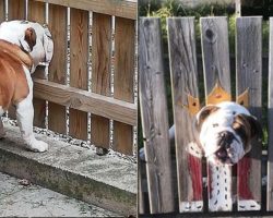 Dog Gets A Hole In The Fence To Be Able To Watch Over Passersby Like Royalty
