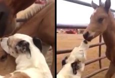 Mama Horse Allows Dog To Make Friends With Her Little One