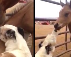 Mama Horse Allows Dog To Make Friends With Her Little One