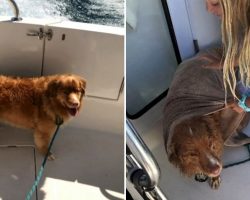 Family Out On Their Boat Sees A Dog In The Lake 4 Miles From Shore