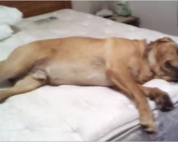Lazy Dog Won’t Let Mom Make The Bed, So She Busts Out The Magic Word To Make Him Move