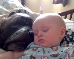 Dog’s Snoring Acts As A ‘Lullaby’ For Baby To Fall Asleep To