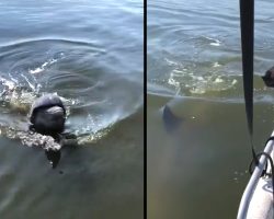 Two Dogs On A Boat Greeted By A Friendly Dolphin Who Just Wanted To Say Hello