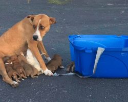 Mama Dog And Her 9 Puppies Found Abandoned In A Church Parking Lot