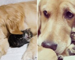 Golden Retriever Adopts Orphaned Kitten