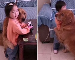 Little Girl Was Scolded by Her Mother and This Dog Show Where Her Loyalty Is