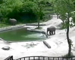 Calf Falls Into The Pool & Starts Drowning, Elephants Don’t Hesitate To Jump In