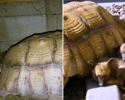 Rescued Puppies Finds Friendship With a Giant Tortoise