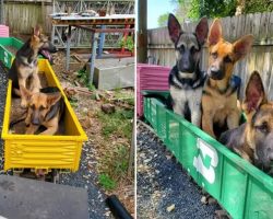 Dad Built Railway For Kids But His German Shepherds Use It First