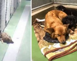 Dog Sneaked Out of His Kennel to Comfort Two Crying Puppies