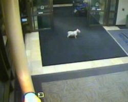 Sissy, The Schnauzer Shows Up at the Hospital Where Her Owner Was Treated
