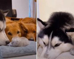 Golden Retrievers and Husky Welcomes the New Kittens to the Family