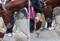 Playful Frenchie Comes Across Police Horse And Treats Him Like A Big Dog