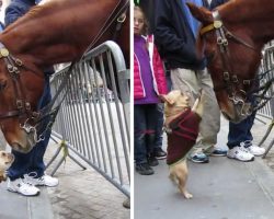 Playful Frenchie Comes Across Police Horse And Treats Him Like A Big Dog