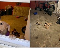 Mama Dog Cries For Help For Puppies Locked In Scorching Hot Garage