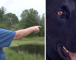 Man Throws Ball In Pond For His Dog, Gator Comes And Pulls The Dog Under