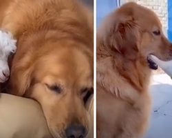 Golden Retriever Meets Baby Sheep, Becomes Its Caretaker