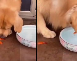 Golden Retriever Pup Gently Lifts Stranded Goldfish Back Into Their Water Bowl