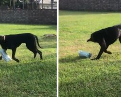 Great Dane’s First Attempt At Fetching Newspaper Ends In Disaster