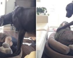 Great Dane Throw Temper Tantrum After Owner Took Over His Bed