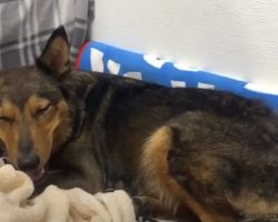 Grieving Mama Dog Raises Another Species After Losing All Of Her Puppies