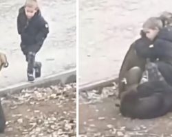A Young Boy Can Be Seen In A Video Stopping To Hug Two Stray Dogs When He thinks No One Is Looking