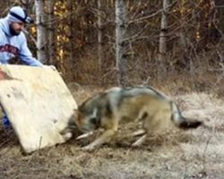 Man Comes Across Timber Wolf With Its Foot Caught In A Trap, Works To Set It Free