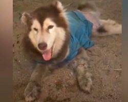 Husky With Two Bad Legs And A Cut Ear Found Wearing A Blue Shirt