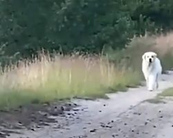 All Hope Was Lost Of Finding Their Pet When Big White Dog Walked Toward Them
