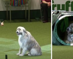 Rescue Dog Has A Mind Of His Own Once He Hits The Agility Course
