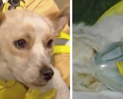 Dog Won’t Leave Burning House Because He’s Protecting Four Friends Inside