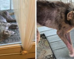 Stray Wanders Onto Family’s Porch To Take A Breather, Doesn’t Leave